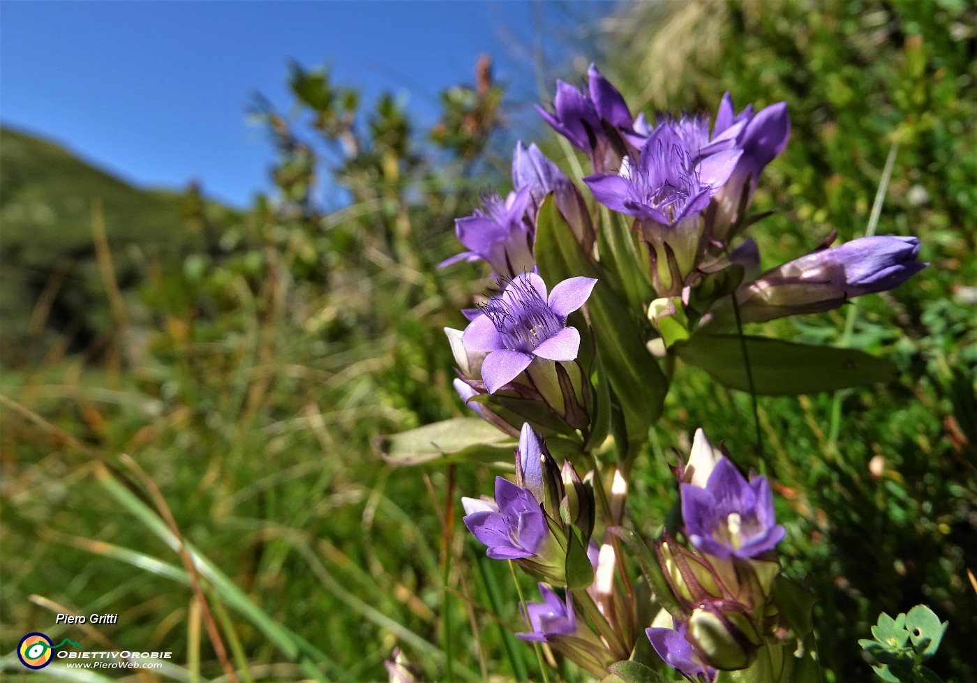 27 Genzianella germanica (Gentianella germanica) in fiore.JPG